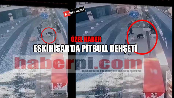 Gebze'de Pitbull dehşeti