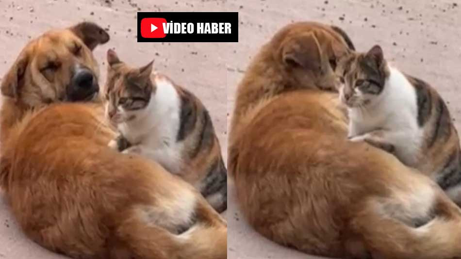 Kedi ile köpeğin sevimli dostluğu gülümsetti