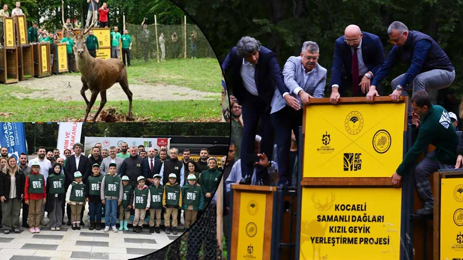 Ormanya'nın Kızıl Geyikleri törenle doğaya salındı