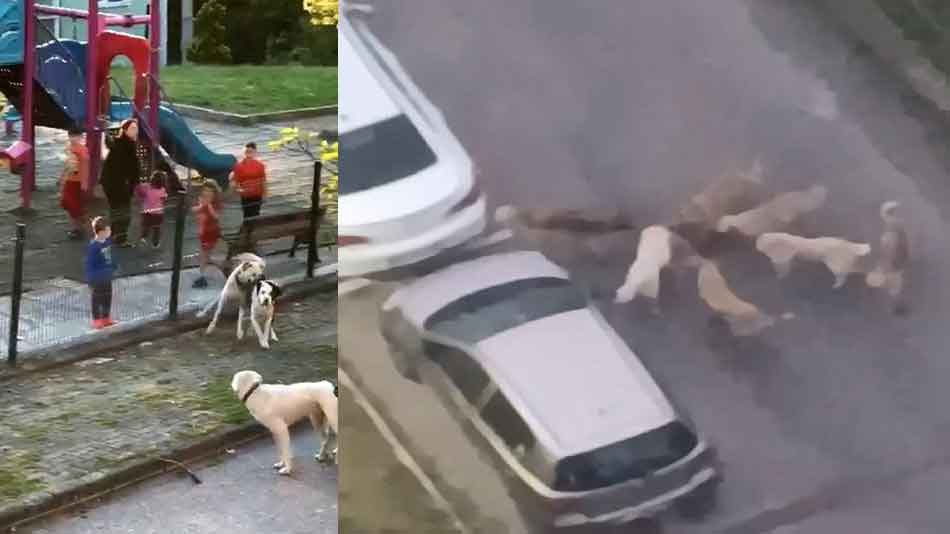 Sokak köpekleri yavru köpeği ve kediyi parçaladı: O anlar kamerada